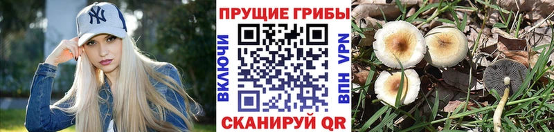 Галлюциногенные грибы Psilocybe  ОМГ ОМГ онион  Анадырь  магазин продажи  